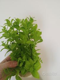 decorazione per acquario 