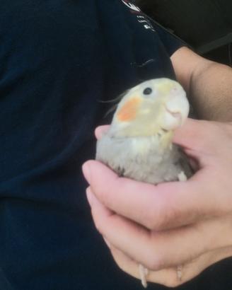 Calopsite maschio