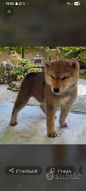 Cucciolo shiba