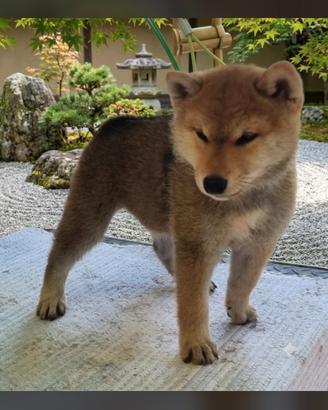 Cucciolo shiba