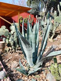Agave verde e variegata
