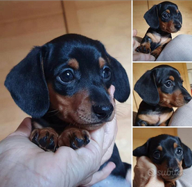 Bassotto kaninchen nero focato