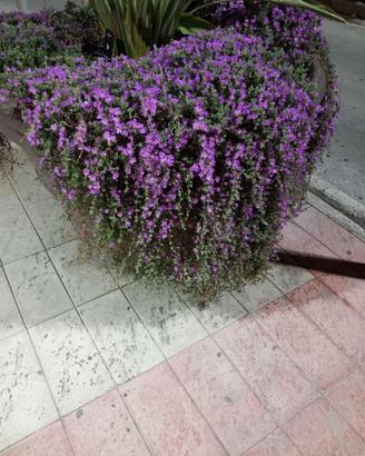 Piante di barba di giove in vaso