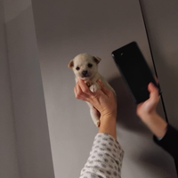 Mini chihuahua maschio