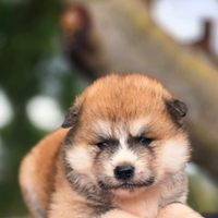 Akita inu cuccioli