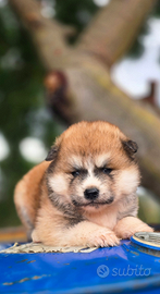 Akita inu cuccioli