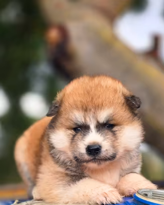 Akita inu cuccioli