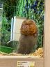 ratto-del-bamboo