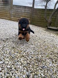 Cuccioli pastore tedesco