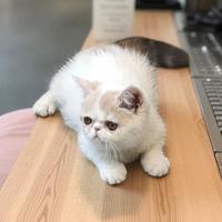 Cuccioli gatti persiani ed exotic shortair