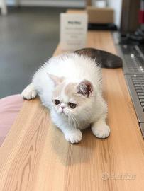 Cuccioli gatti persiani ed exotic shortair