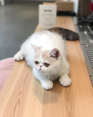 Cuccioli gatti persiani ed exotic shortair