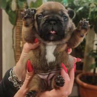 Cuccioli bulldog francese pedigree ENCI 2M 1F