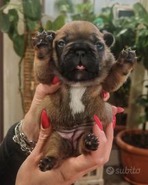 Cuccioli bulldog francese pedigree ENCI 2M 1F