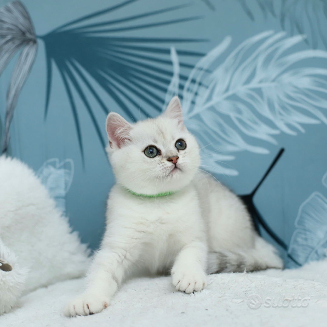 Gattino scottish straight British dolcissimo, image size:1079x1080