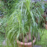 Pianta Mangiafumo - Beaucarnea rigogliosa 1,40m