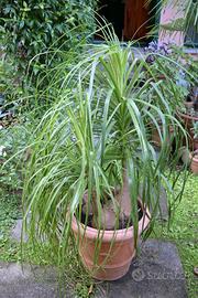 Pianta Mangiafumo - Beaucarnea rigogliosa 1,40m