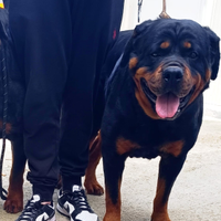 Rottweiler