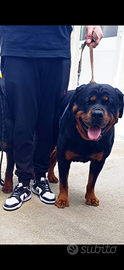 Rottweiler