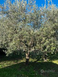 Terreno agricolo