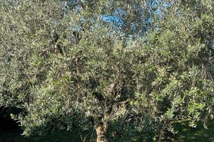 Terreno agricolo