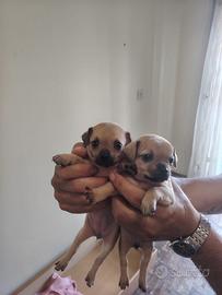 Chihuahua/Pincher