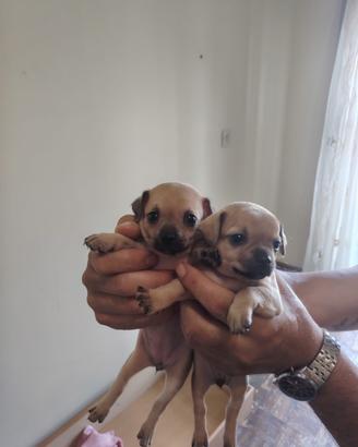 Chihuahua/Pincher