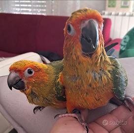 Pappagalli conuri del sole parlanti