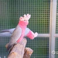 Cacatua Roseicapilla ROSA - Coppia Riproduttiva