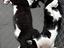 Immagine 4
