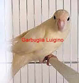 Pappagallo - Kakariki cremino portatore di BLU
