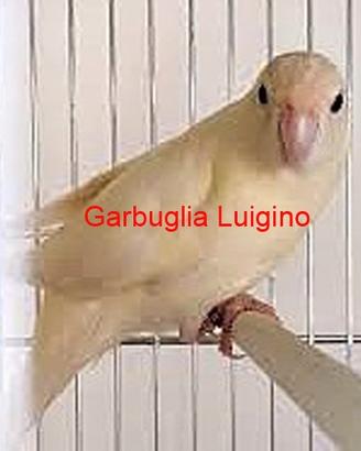 Pappagallo - Kakariki cremino portatore di BLU