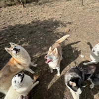 Cuccioli Siberian Husky puri - occhi azzurri