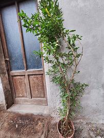 piantine di melograno