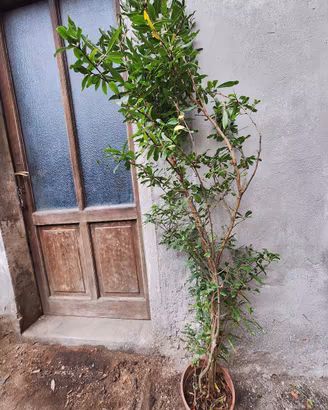 piantine di melograno