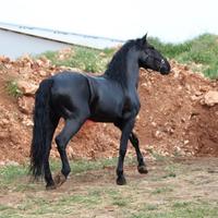 Cavallo murgese