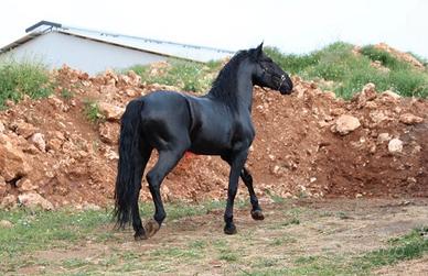 Cavallo murgese