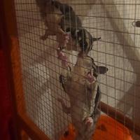 Petauro dello zucchero