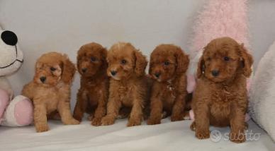 Barboncini già pronti varie taglie e colori