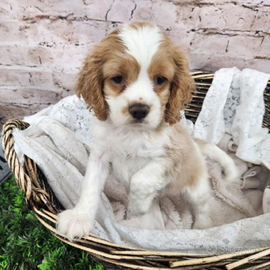 Cani Cavalier king nano