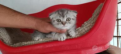 Cuccioli di gatto schottis