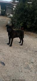 Staffordshire bull terrier