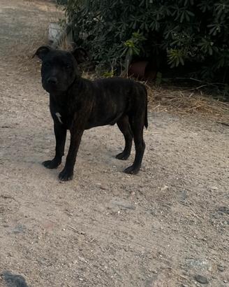 Staffordshire bull terrier