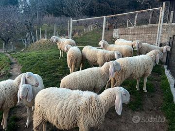 Pecore bergamasche