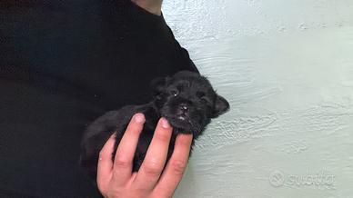Cucciolo di maltipoo Toy Total black