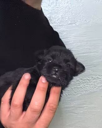 Cucciolo di maltipoo Toy Total black