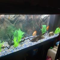 Acquario juwel rio 450 arredato