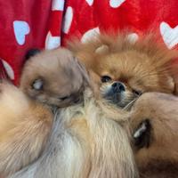 Spitz Di Pomerania Mini