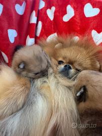 Spitz Di Pomerania Mini