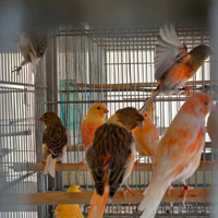 Canarini portoghesi arlecchino